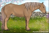 Horse Color:Palomino 