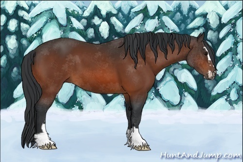 Horse Color:Bay Sabino 