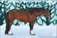 Horse Color:Bay Sabino
