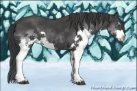 Horse Color:Black Sabino Splash 