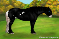 Horse Color:Brown Sabino Splash Tobiano Appaloosa 