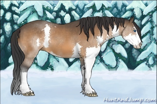 Horse Color:Bay Sabino Splash 