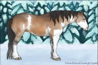 Horse Color:Bay Sabino Splash 