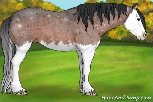 Horse Color:Brown Roan Splash 