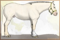 Horse Color:Gold Cream Champagne Roan Dun Tobiano