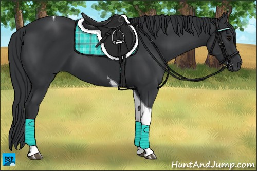 Horse Color:Black Tobiano 