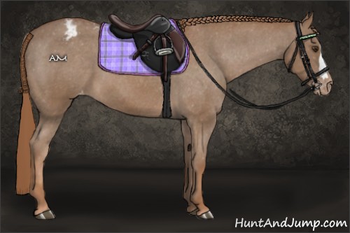 Horse Color:Chestnut Appaloosa 