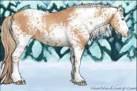 Horse Color:White Spotted Gold Champagne 