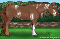 Horse Color:White Spotted Chestnut