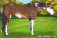 Horse Color:Bay Sabino
