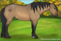 Horse Color:Bay Roan Dun