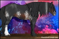 Horse Color:White Spotted Brown 