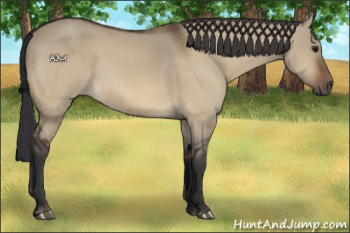 Horse Color:Bay Dun