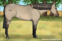 Horse Color:Bay Dun