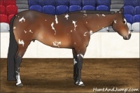 Horse Color:White Spotted Bay Sabino
