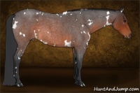 Horse Color:White Spotted Brown Roan Rabicano 