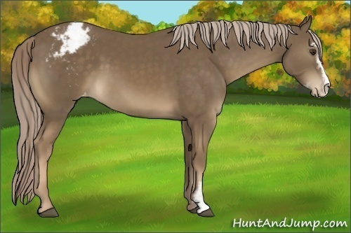 Horse Color:Chocolate Palomino Sabino Appaloosa Rabicano 
