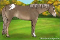 Horse Color:Chocolate Palomino Sabino Appaloosa Rabicano 