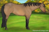 Horse Color:Bay Dun