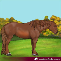Horse Color:Chestnut 