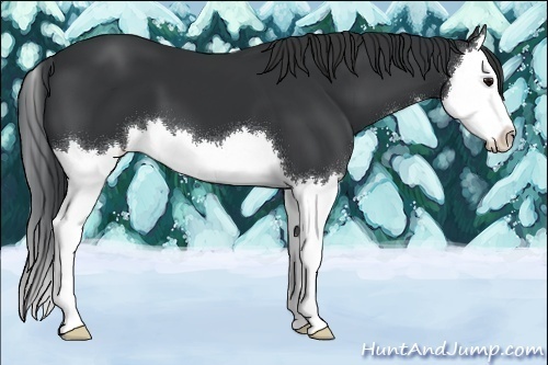 Horse Color:Black Splash