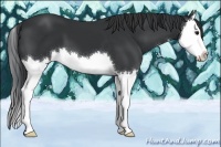 Horse Color:Black Splash