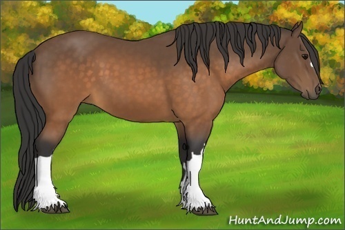 Horse Color:Buckskin 