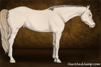 Horse Color:Perlino 