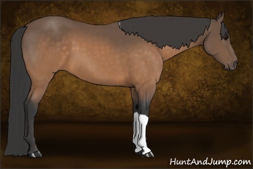 Horse Color:Buckskin
