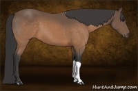 Horse Color:Buckskin 