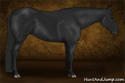 Horse Color:Gray Black