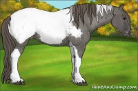 Horse Color:Grullo Tobiano Appaloosa 