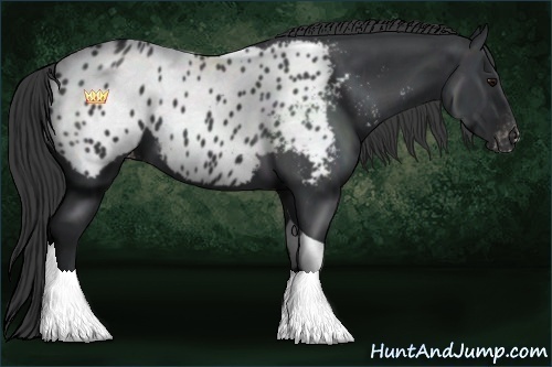 Horse Color:Black Sabino Tobiano Appaloosa 