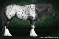 Horse Color:Black Sabino Tobiano Appaloosa 