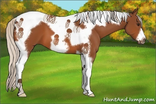 Horse Color:Silver Bay Tobiano Frame 