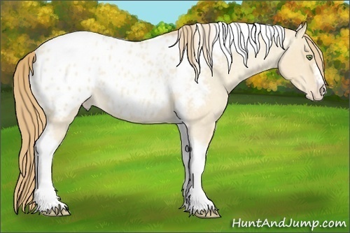Horse Color:Gold Champagne Roan Dun Splash Tobiano Frame Appaloosa Rabicano 