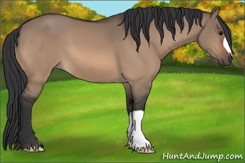 Horse Color:Bay Dun 