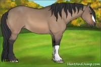 Horse Color:Bay Dun 
