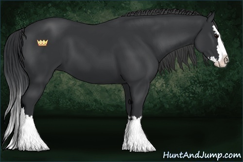 Horse Color:Black Sabino Splash 