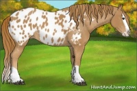 Horse Color:Chestnut Splash Appaloosa 