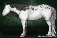 Horse Color:Gray Blue Roan Splash Appaloosa Rabicano