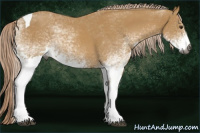 Horse Color:Gray White Spotted Palomino Tobiano Rabicano