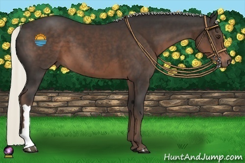 Horse Color:Liver Chestnut 