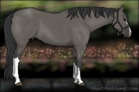 Horse Color:Grullo 