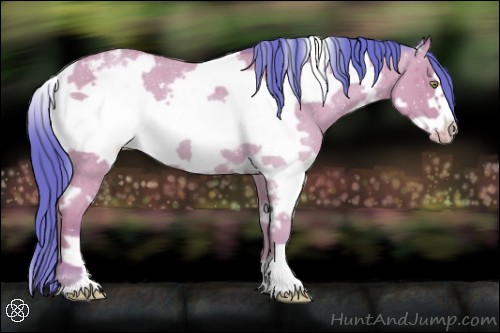 Horse Color:Watercolor White Spotted Amber Champagne Roan Frame Appaloosa 