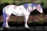 Horse Color:Watercolor White Spotted Amber Champagne Roan Frame Appaloosa 