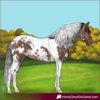 Horse Color:White Spotted Brown Dun Tobiano 