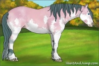 Horse Color:Watercolor Buckskin Splash 