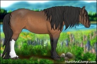 Horse Color:Buckskin 