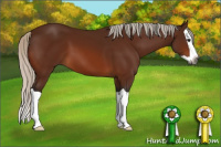 Horse Color:Gray Silver Bay Splash 